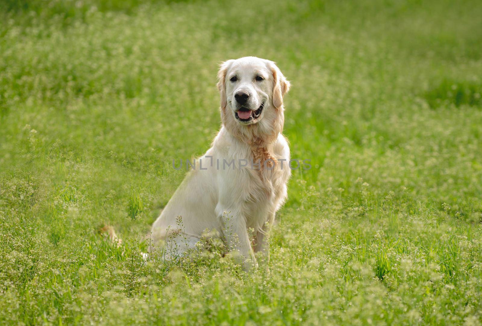 Cute golden retriever dog sitting on blooming field
