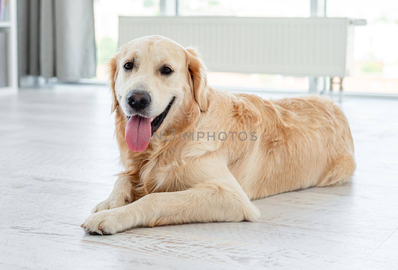 Golden retriever dog lying on light floor indoors