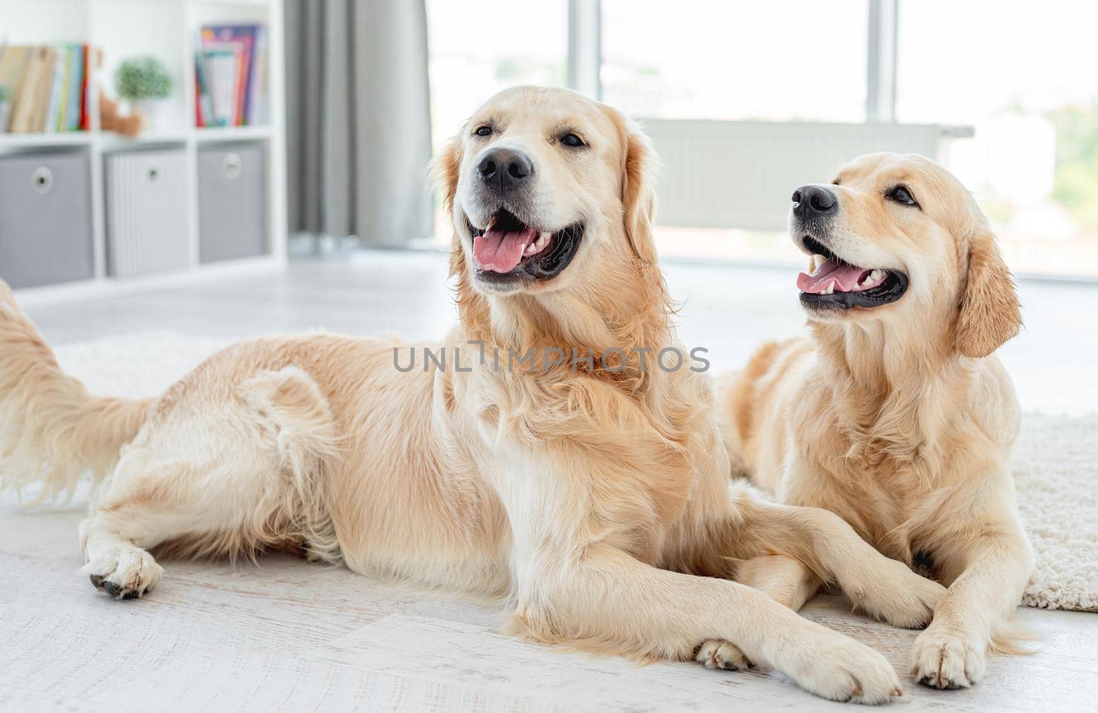 Golden retrievers lying on floor with heads up at home