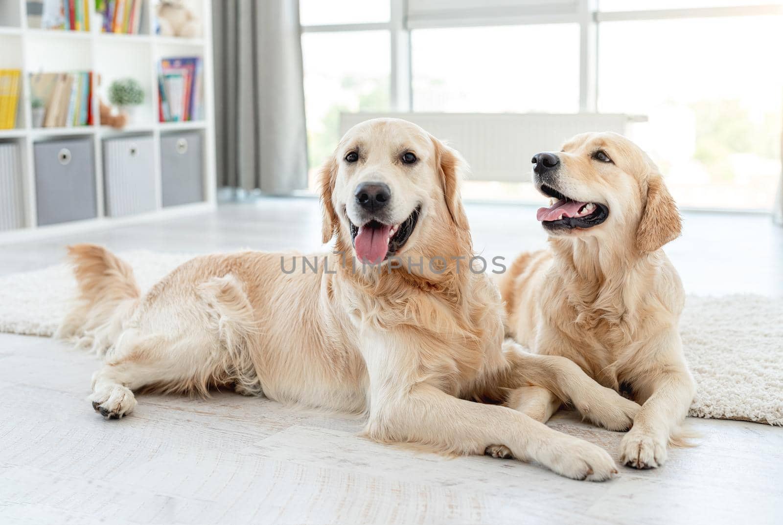 Golden retrievers lying on floor at home by tan4ikk1