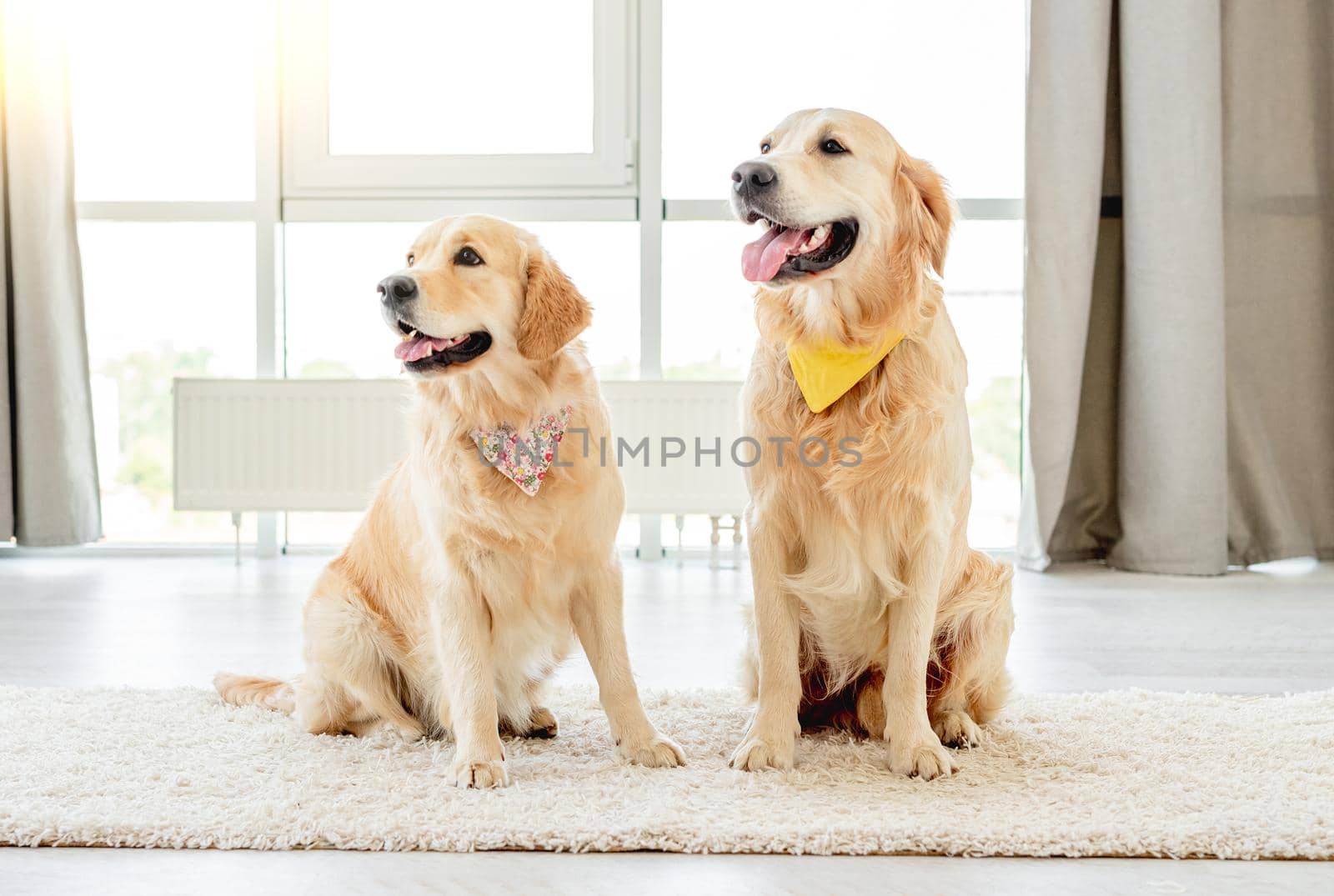 Pair of golden retrievers wearing handkerchiefs sitting at home