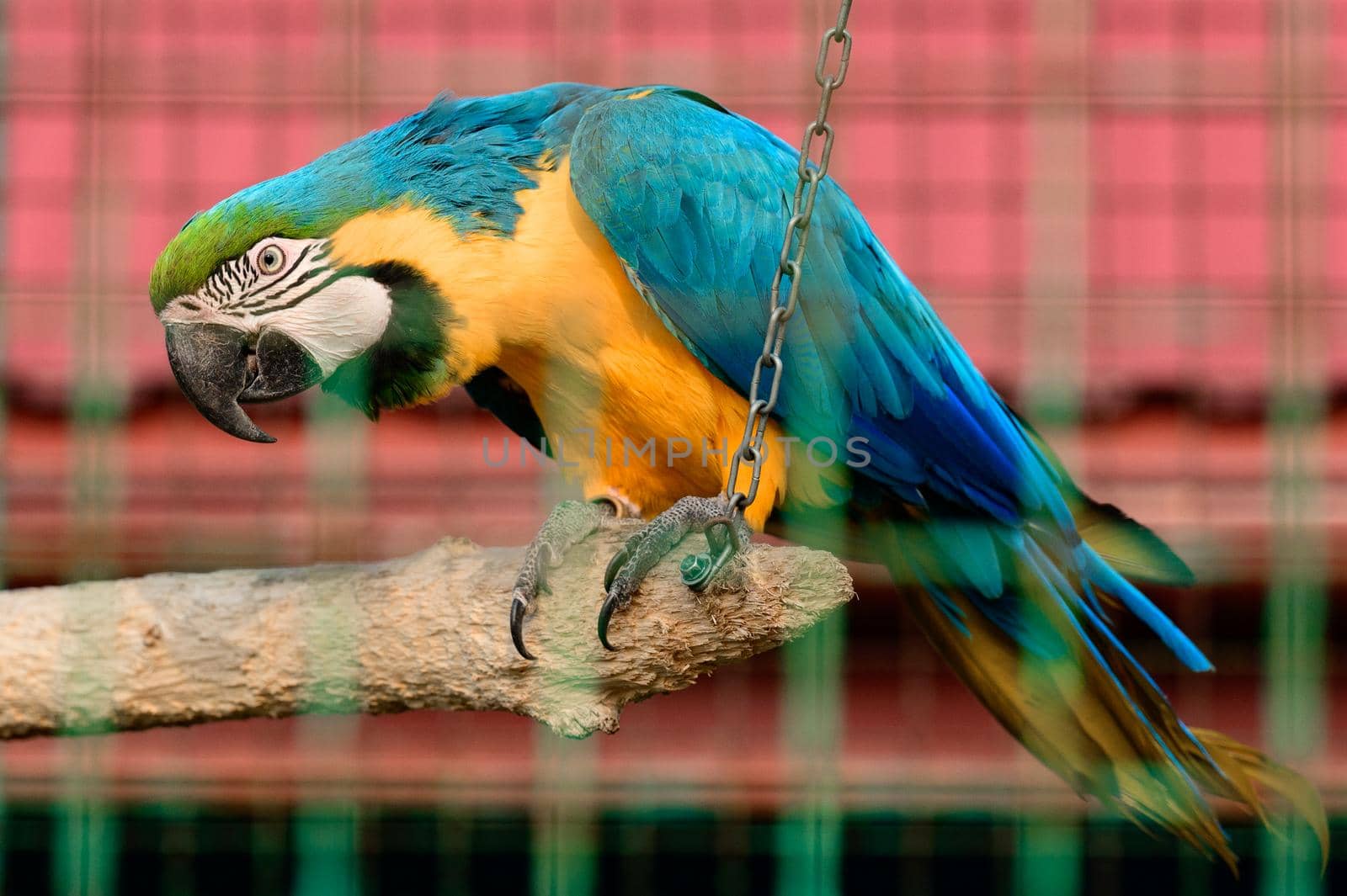 blue and yellow macaw parrot zoo resident. by Niko_Cingaryuk