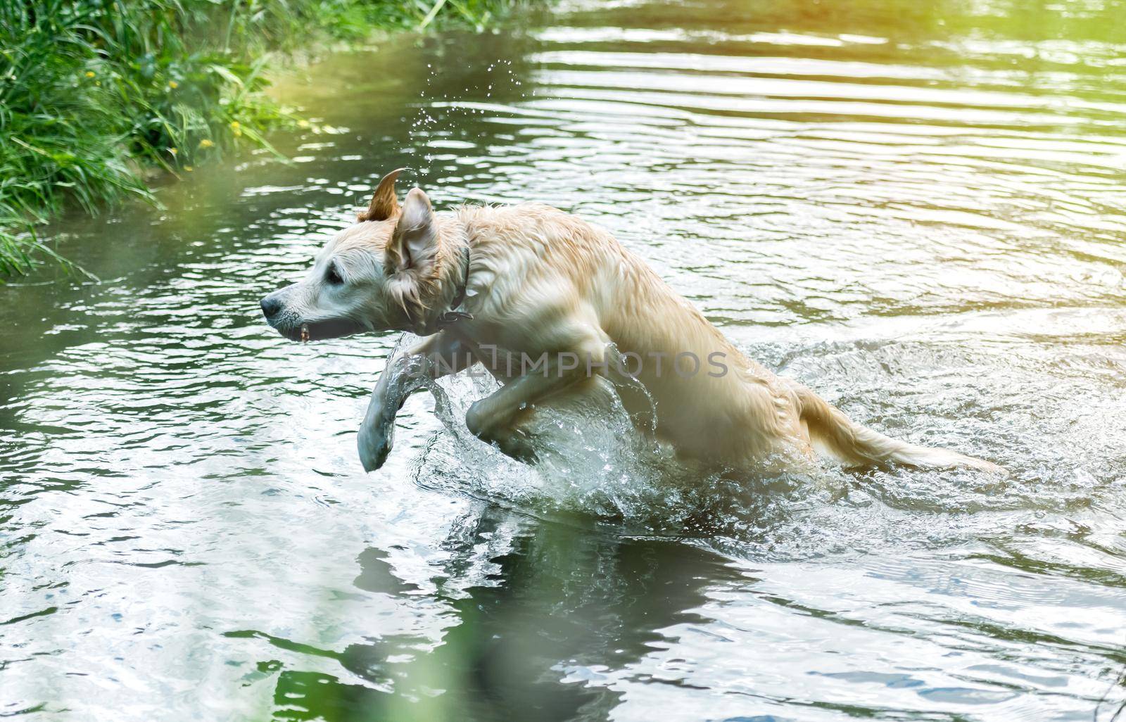 Lovely dog having fun in river by tan4ikk1