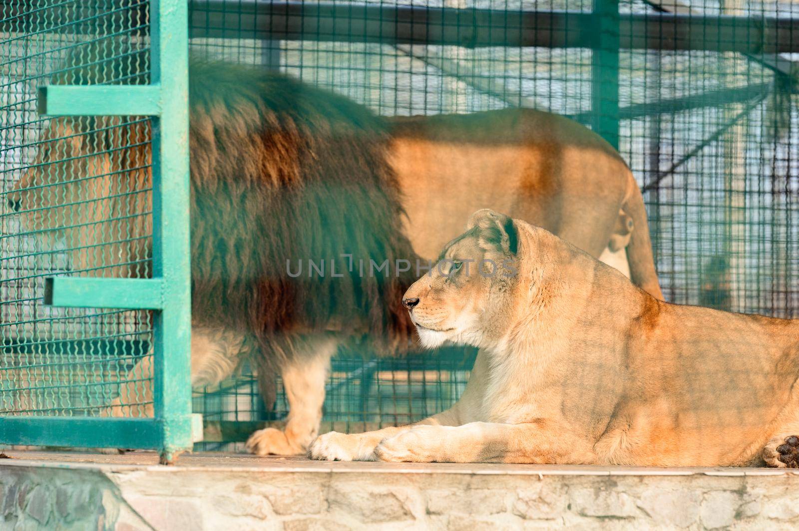 The king of beasts in a cage at the zoo, a free animal, a pair of lions at the zoo.