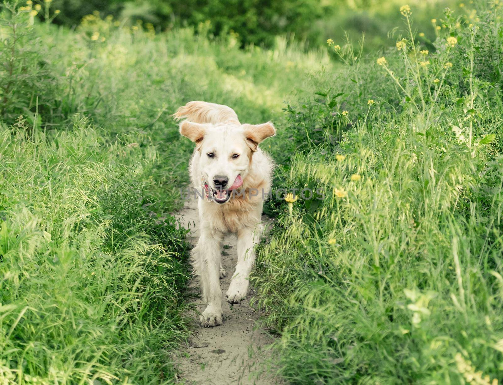 golden retriever running on sunny meadow in hot summer