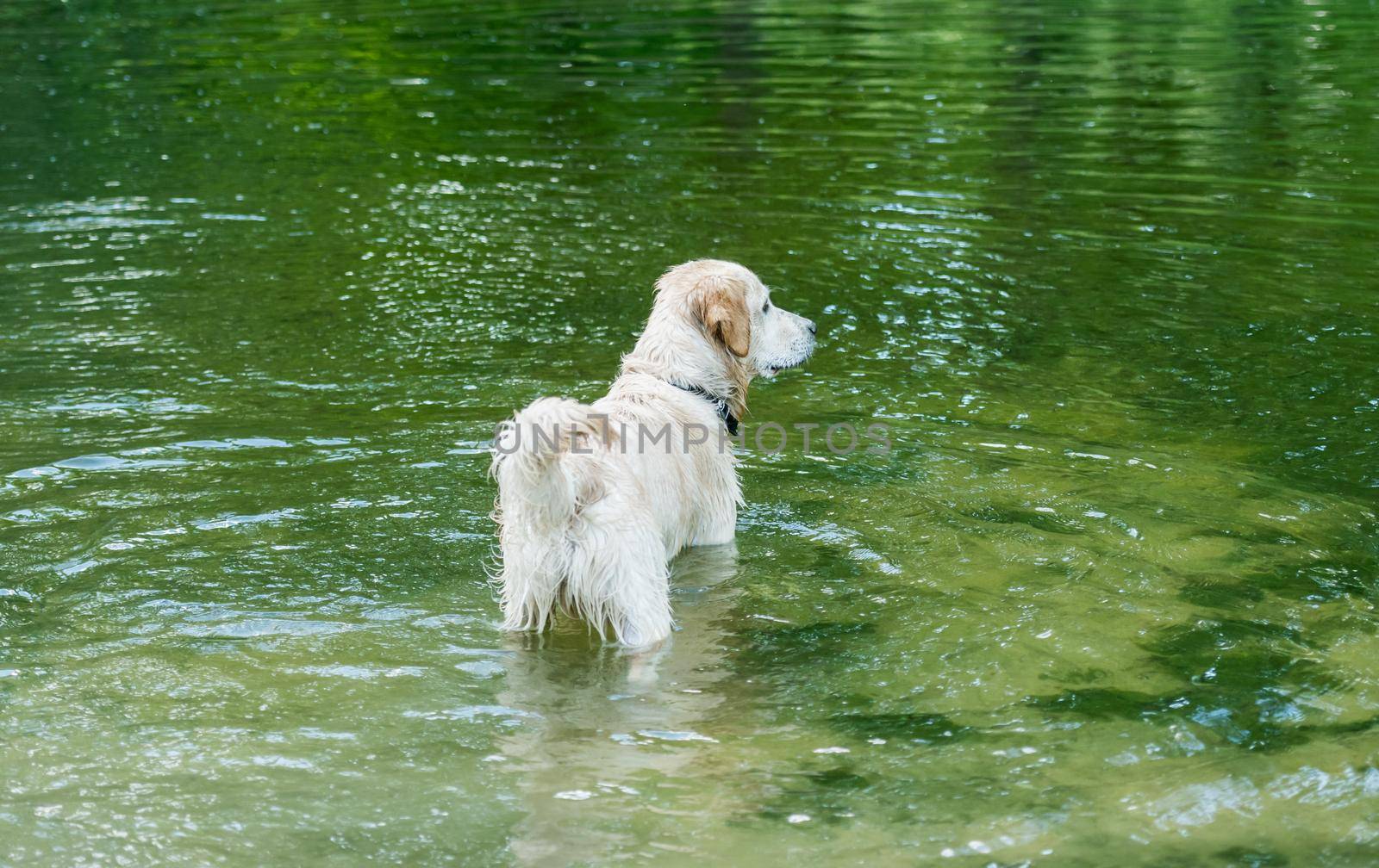 Beautiful dog standing in river reflecting green trees