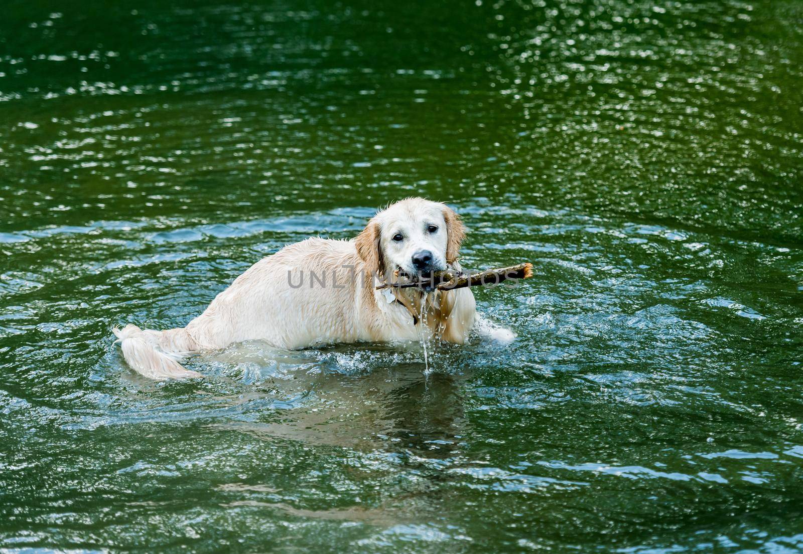 Lovely dog having fun in river by tan4ikk1