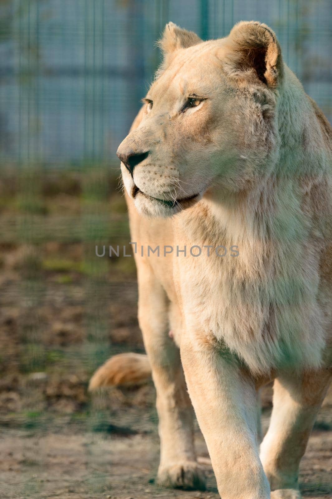 Rare and endangered species of white lions, the zoo and animal life in it, the king.
