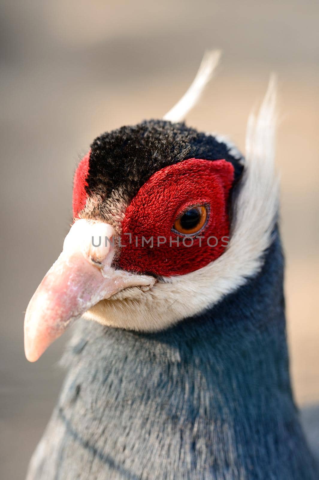 Eared blue pheasant close up, pheasant in a cage, ornithology and zoo. by Niko_Cingaryuk