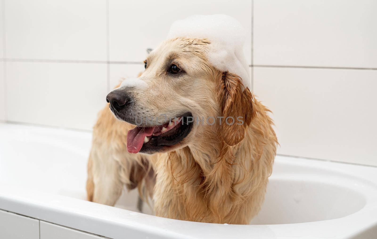 Golden retriever dog with soap foam on head during washing at bathroom