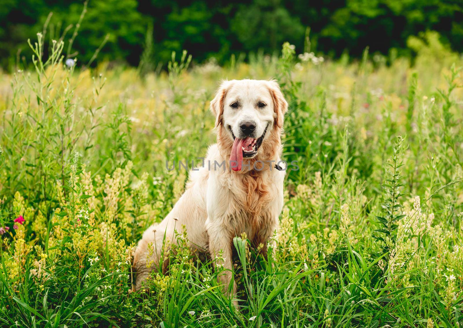 Funny golden retriever dog on flowering yellow field