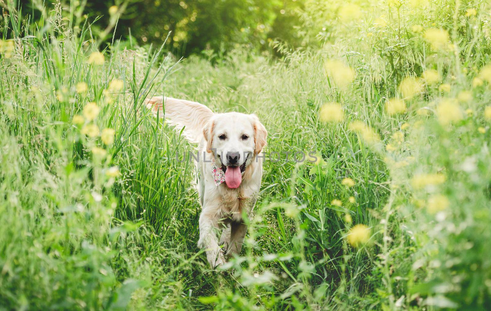 Nice dog running on blooming meadow by tan4ikk1