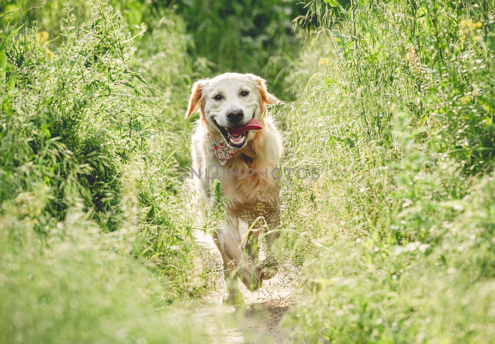 Funny dog running on sunny meadow by tan4ikk1