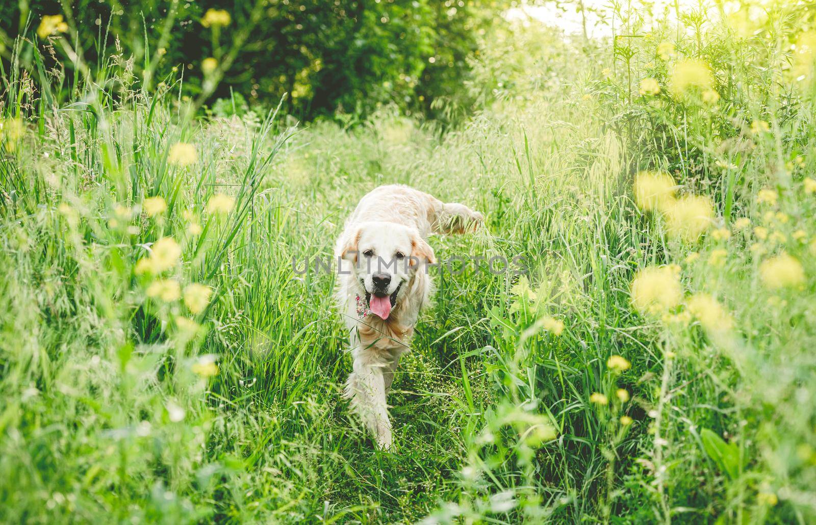 golden retriever running on blooming meadow