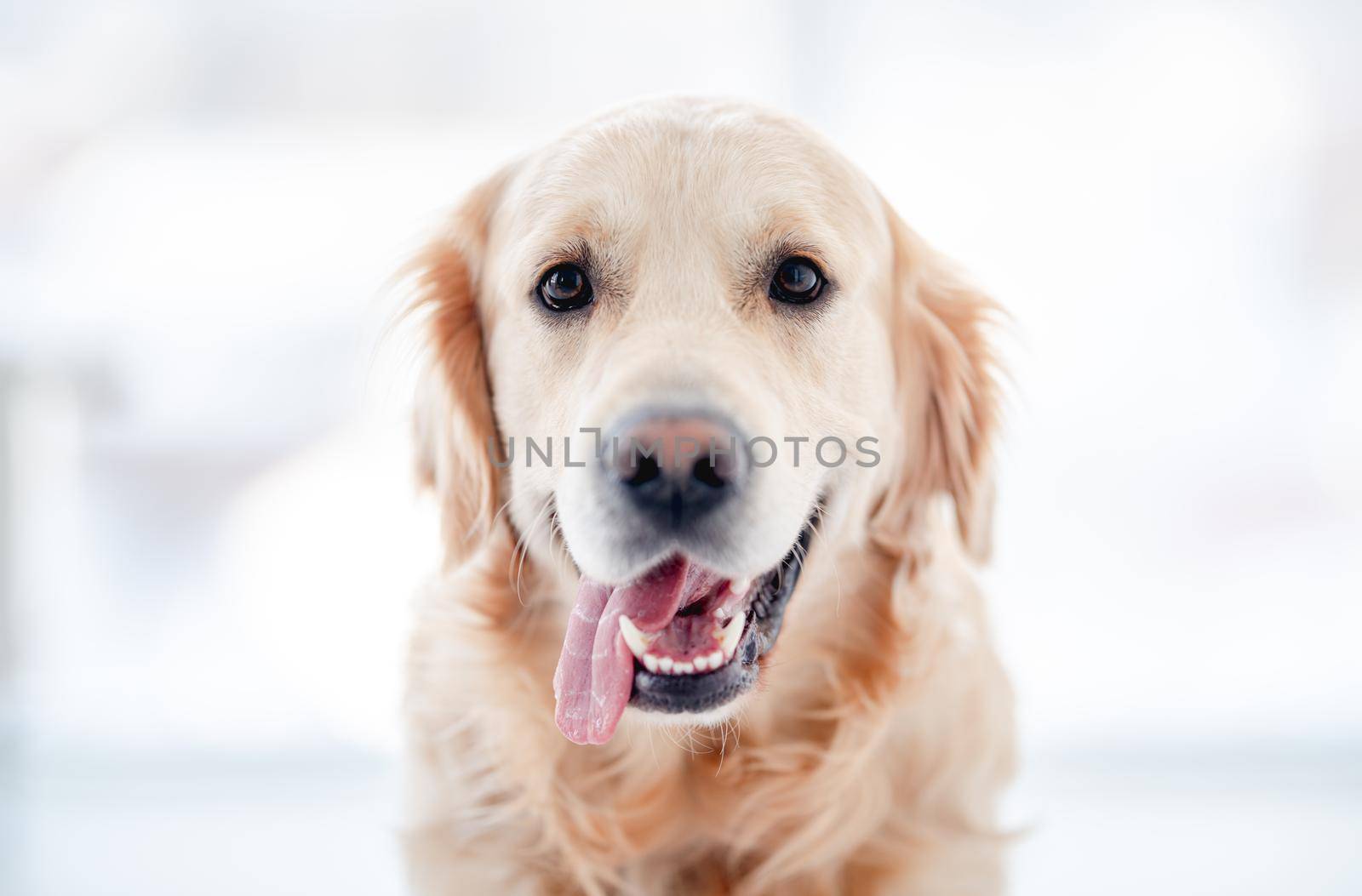 Golden retriever dog isolated on white background by tan4ikk1