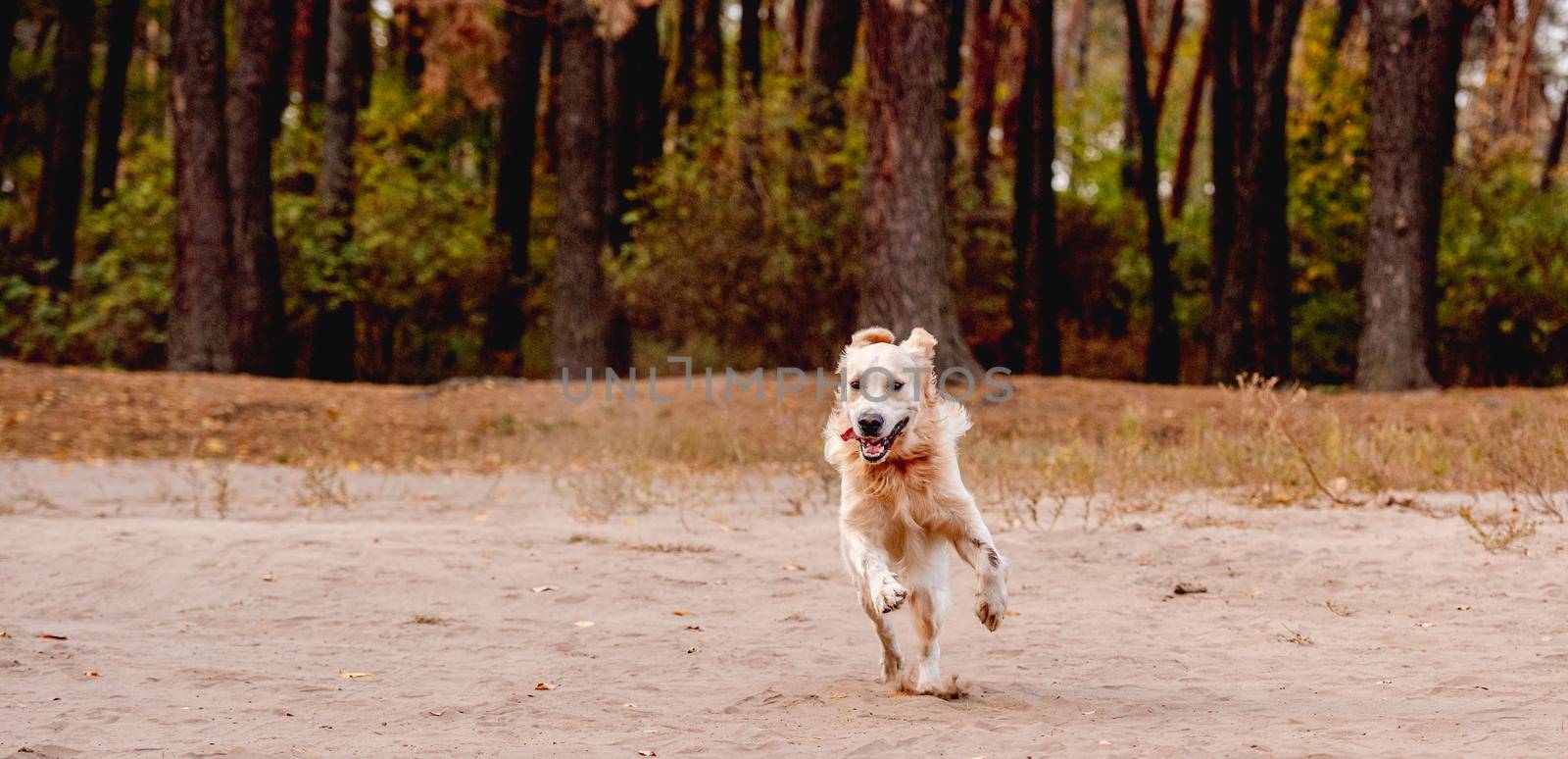 Golden retriever dog running on sand by tan4ikk1