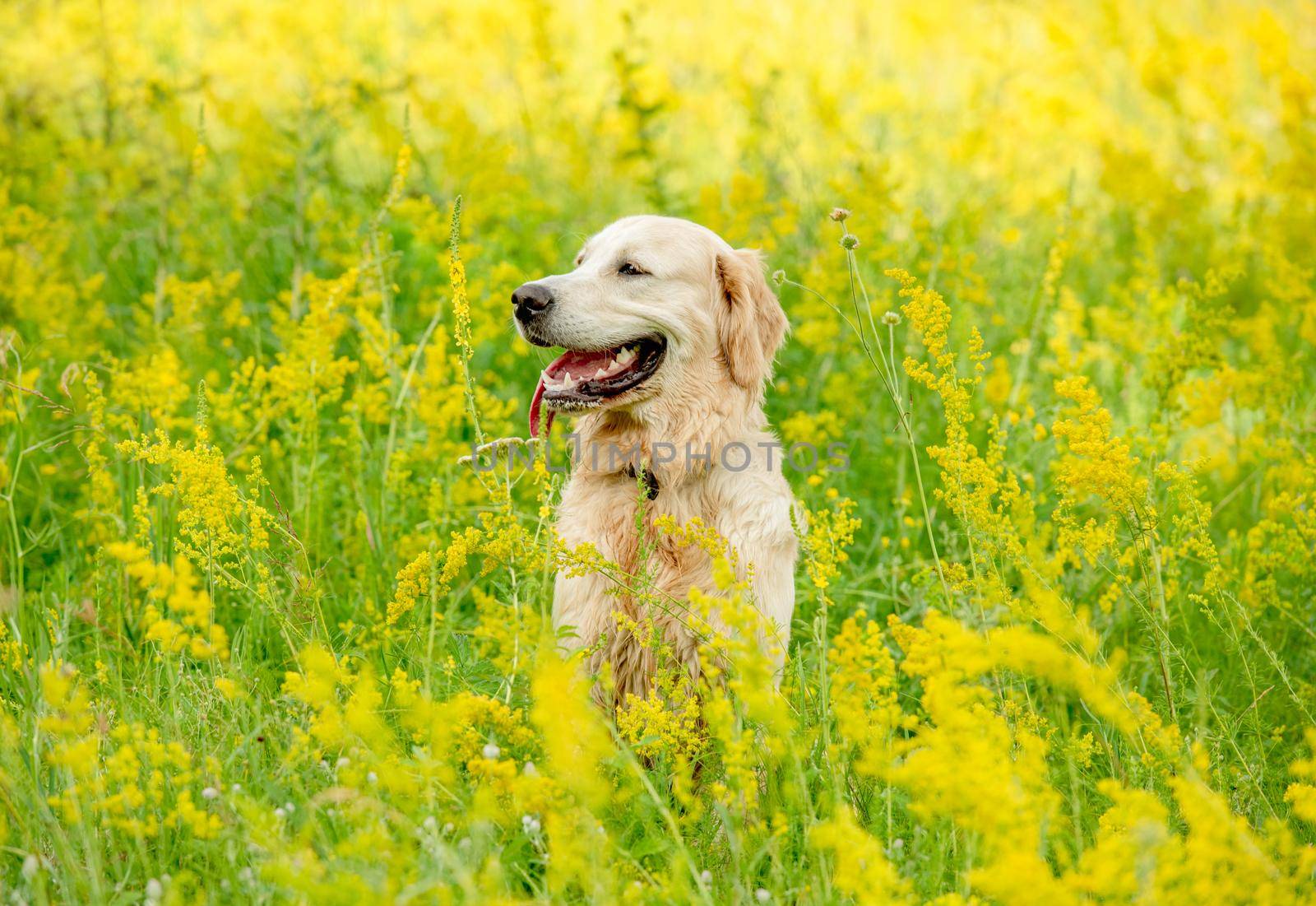 Funny golden retriever on flowering field by tan4ikk1