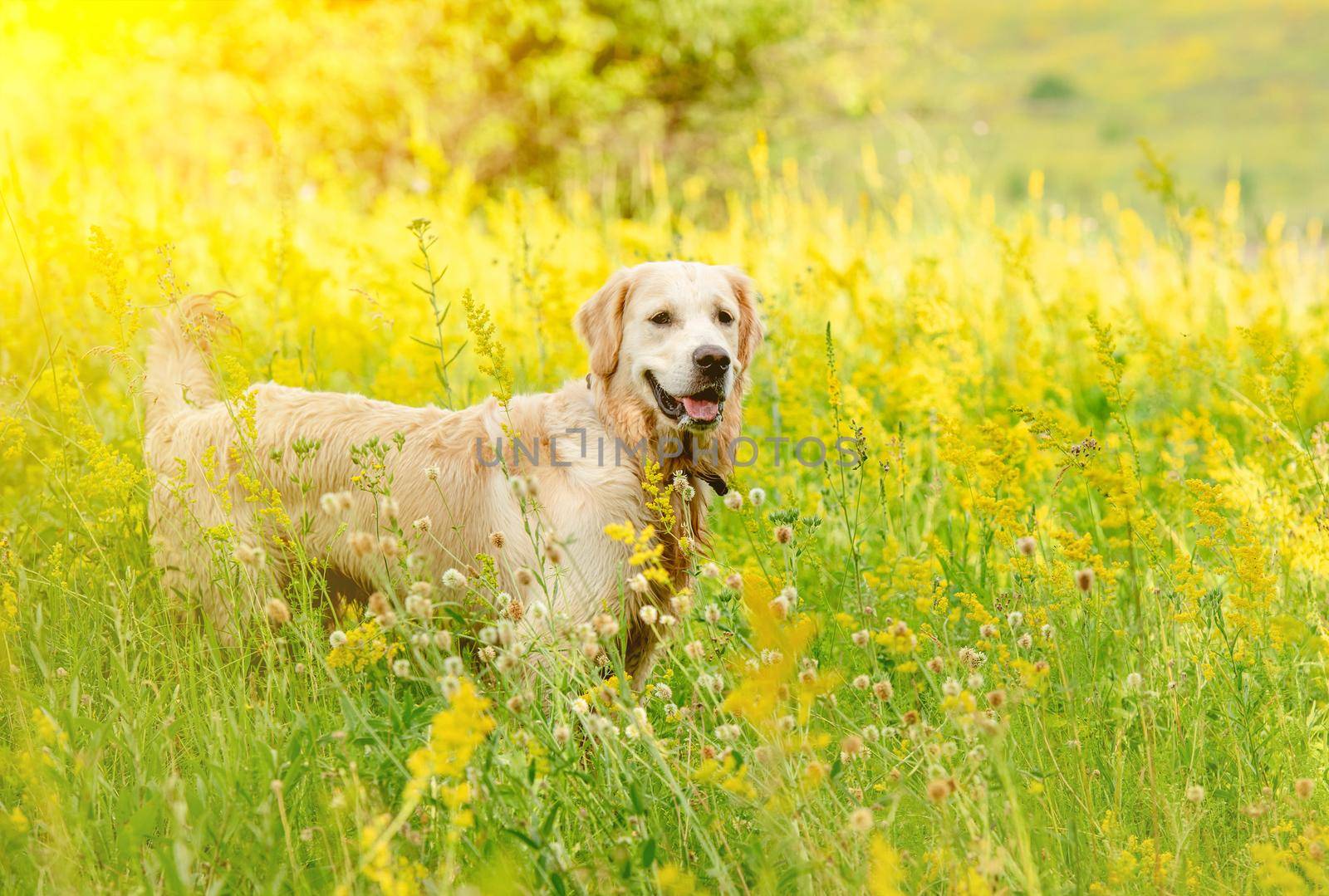 Funny golden retriever dog on flowering yellow field