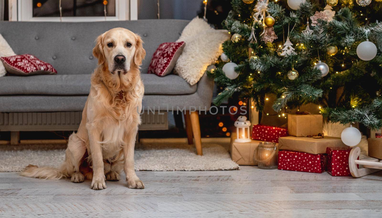 Golden retriever dog lying on room floor under christmas tree with illuminations and decorations