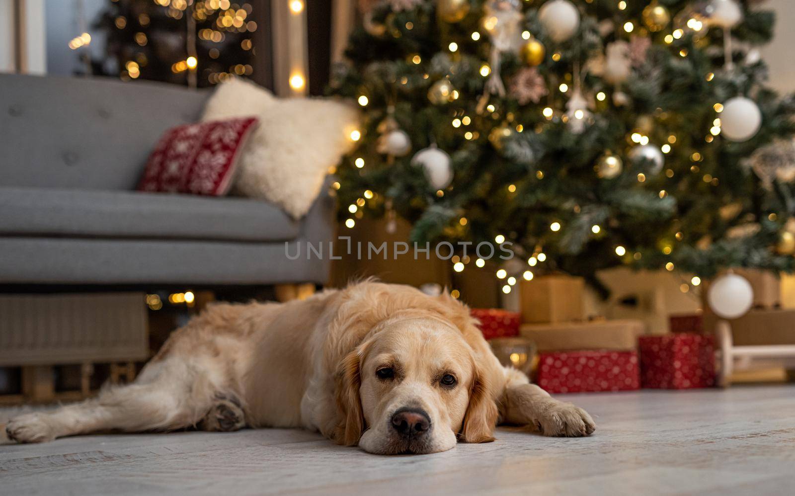 Golden retriever dog under christmas tree by tan4ikk1