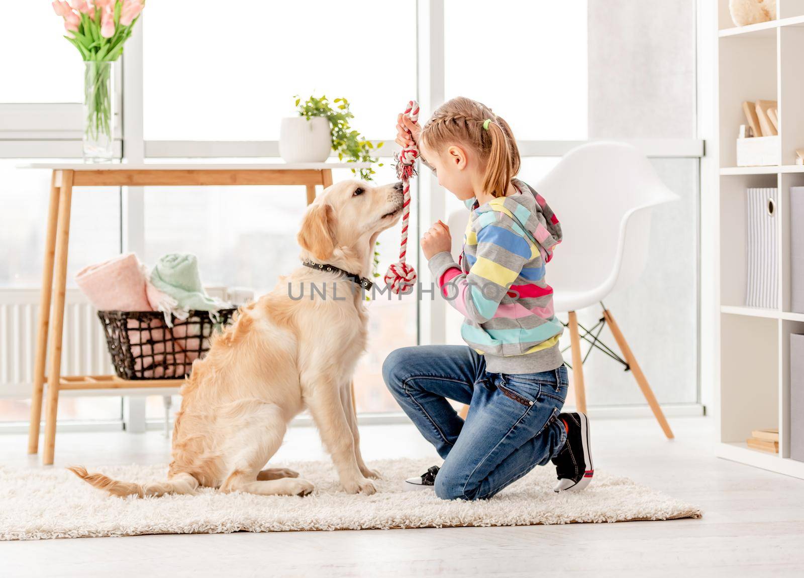 Playful girl with retriever dog in light room