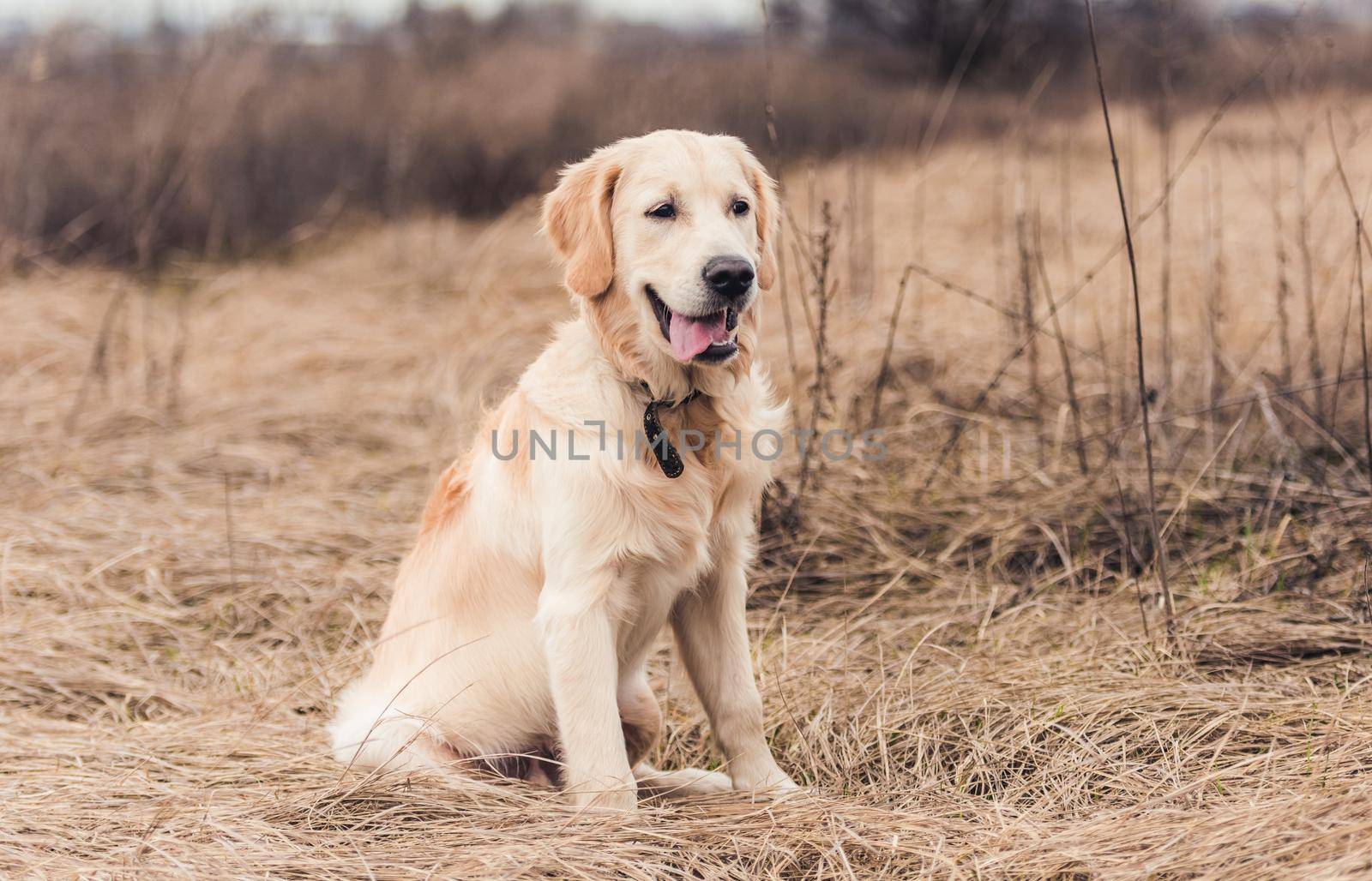 Beautiful golden retriever sitting on dried grass