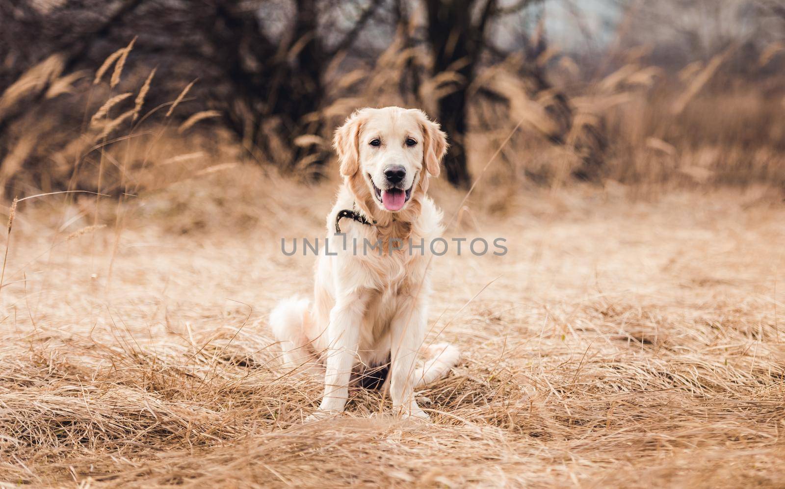 Cute young dog with tongue out on nature background