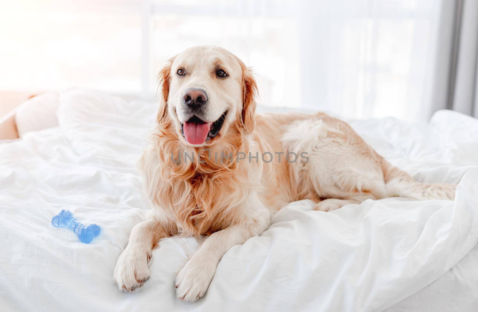 Golden retriever dog lying in the bed with blue toy bone and looking at the camera. Cute doggy labrador resting at home with tonque out in the morning time. Portrait of pet indoors with daylight