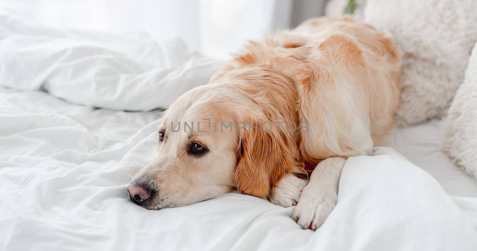Golden retriever dog lying in the bed. Cute doggy resting at home in the morning time. Portrait of pet indoors with daylight. Beautiful labrador in the bedroom