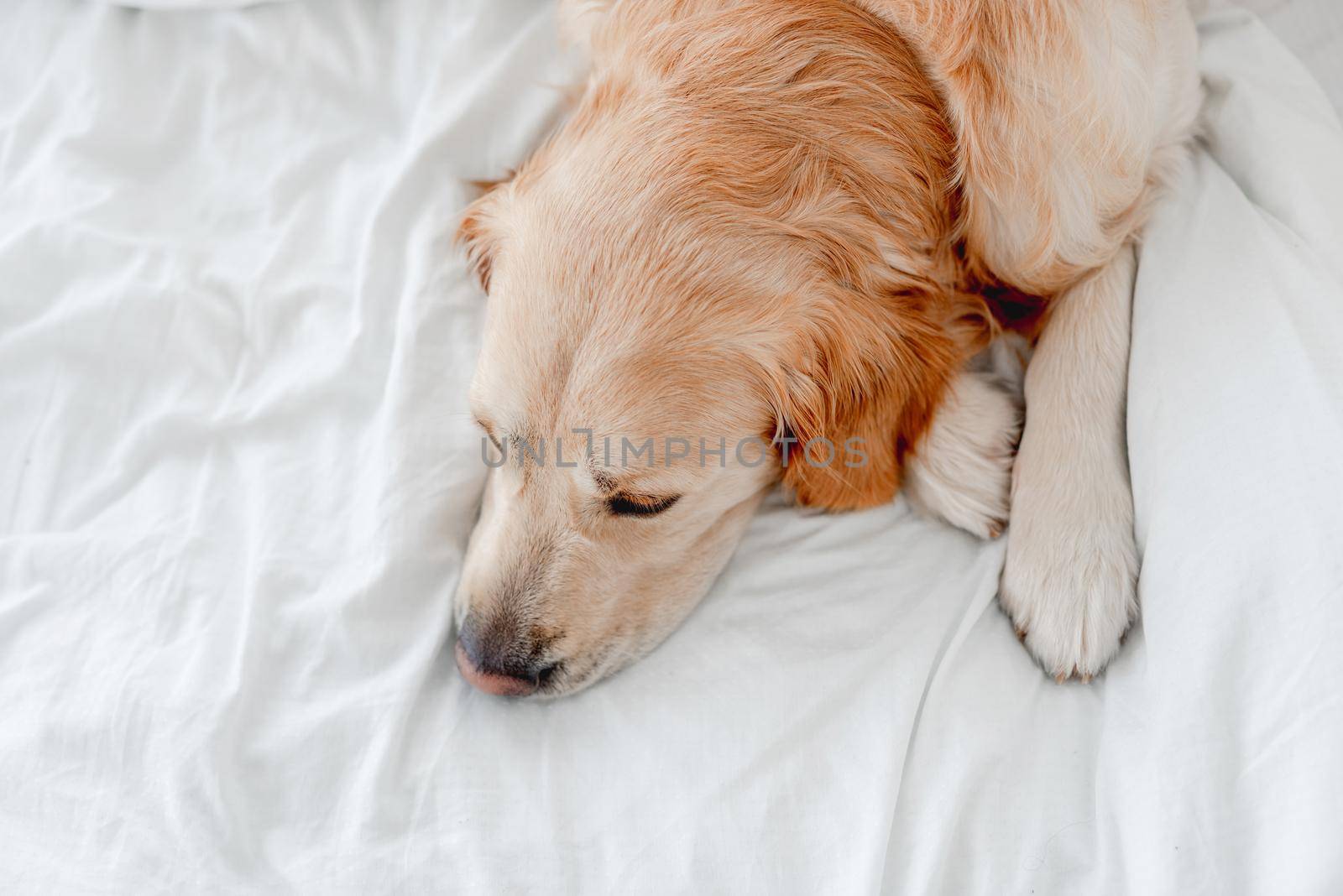 Golden retriever dog lying in the bed on white sheets. Cute doggy resting at home in the morning time. Portrait of pet indoors with daylight from above