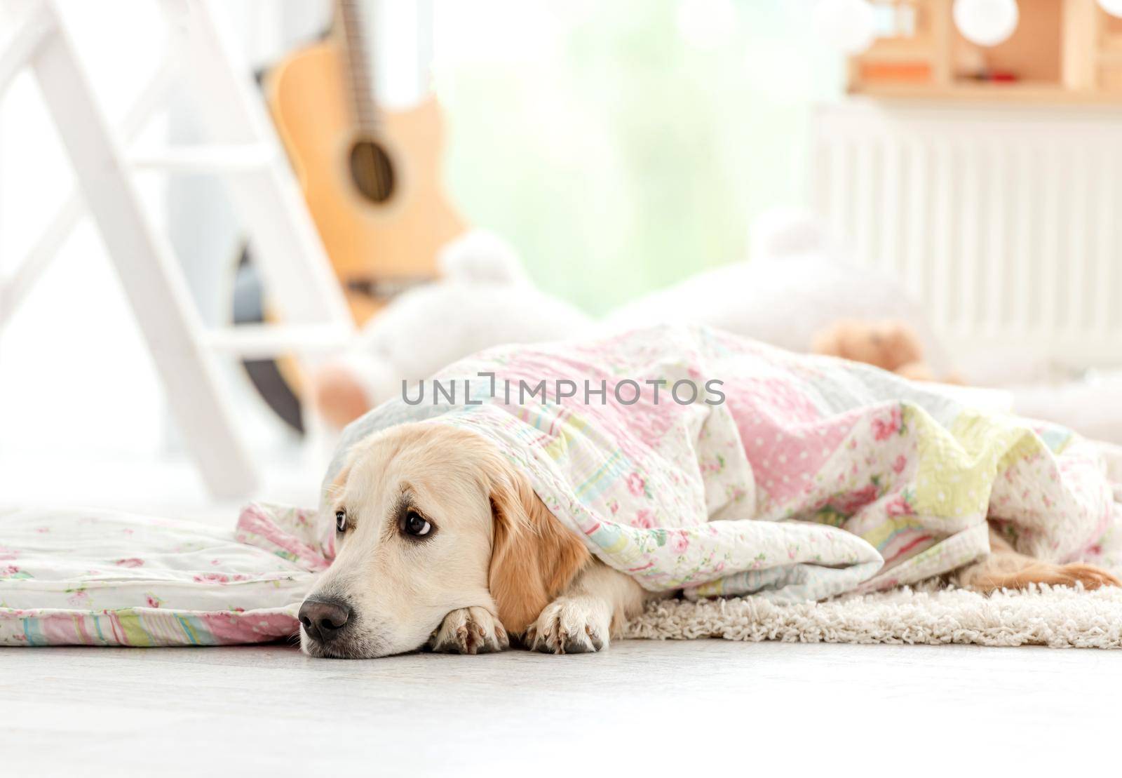 Cute golden retriever covered with blanket by tan4ikk1