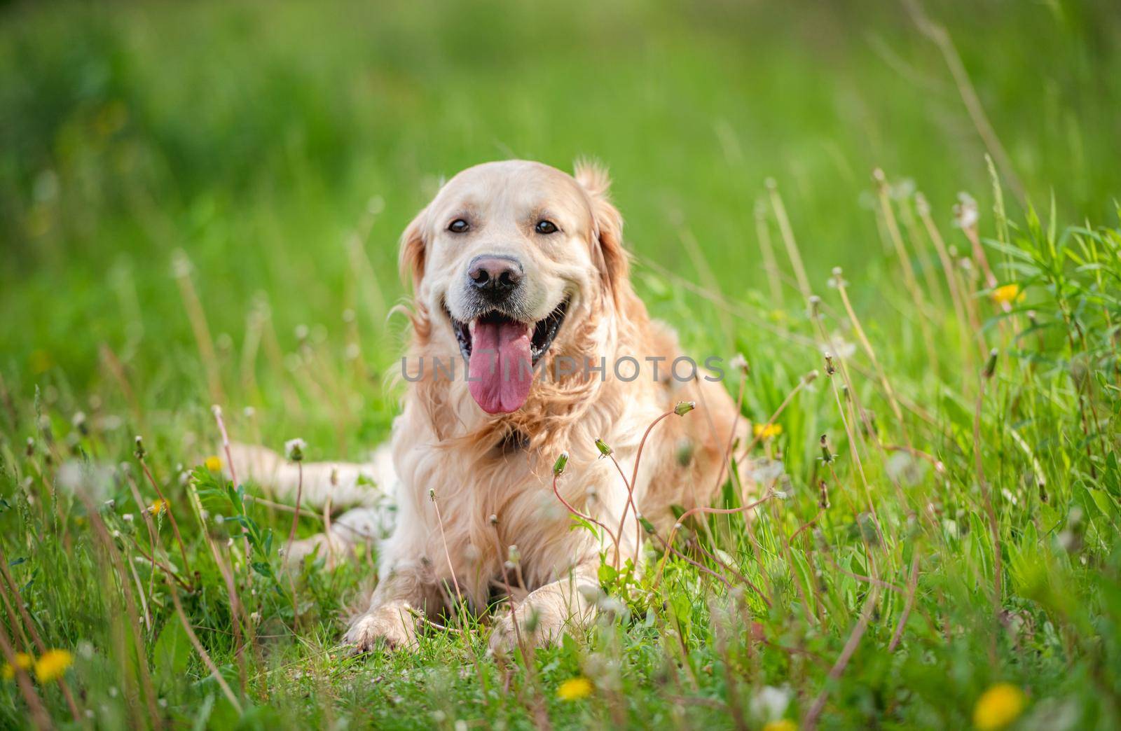 Golden retriever dog lying in green grass outdoors in sunny day in summer time. Adorable doggy pet resting during walk outside