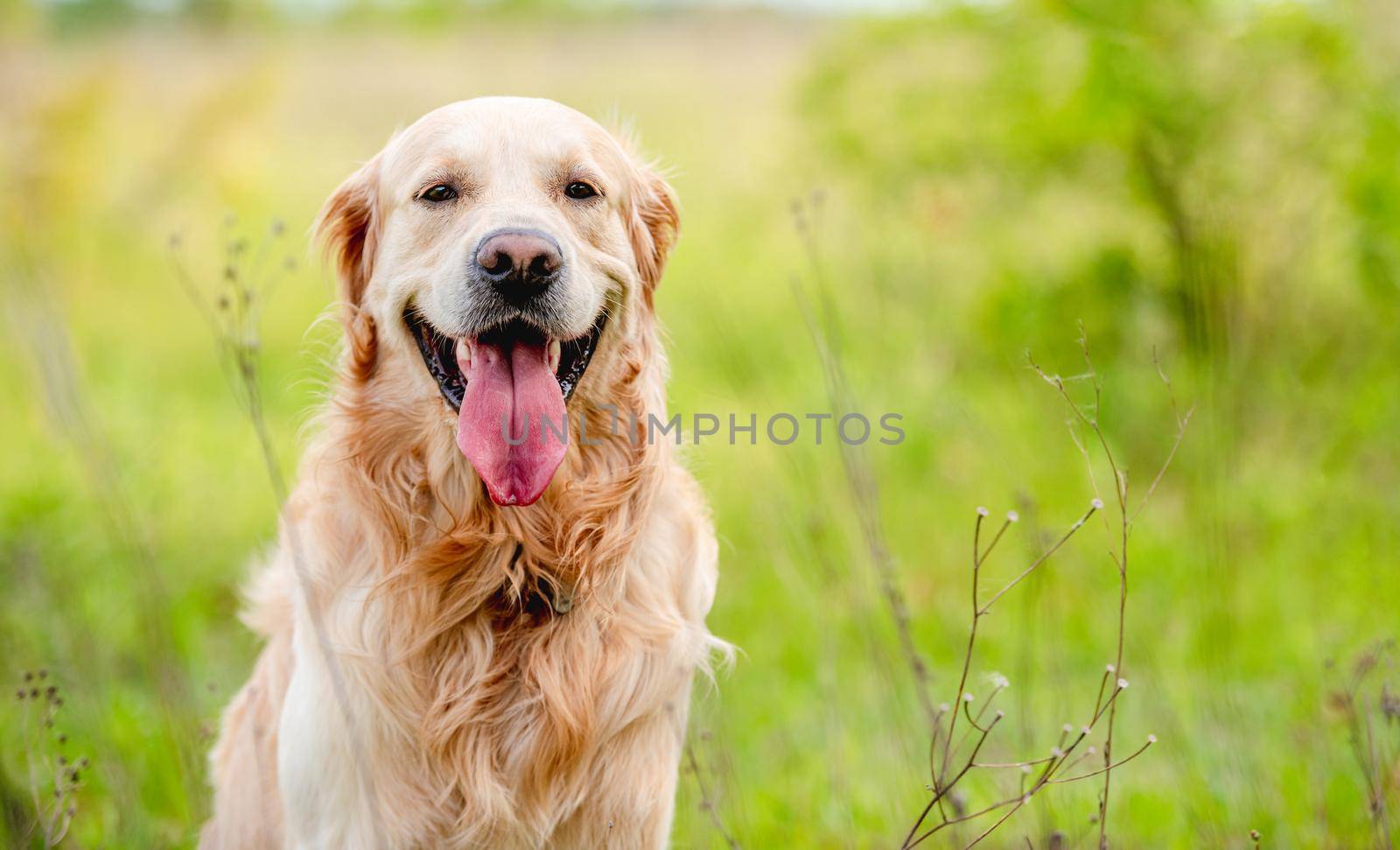 Golden retriever dog looking at the camera during summer walk outdoors. Cute doggy pet labrador sitting in green grass