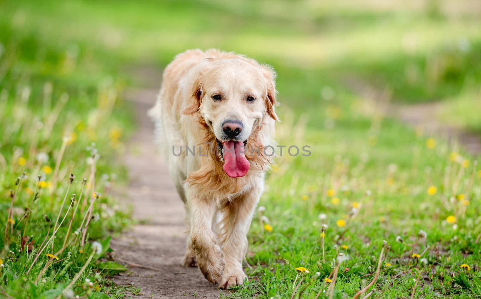 Old cute golden retriever dog walking at the nature with tonque out feeling thirst. Beautiful portrait of doggy pet labrador in summer park with green grass