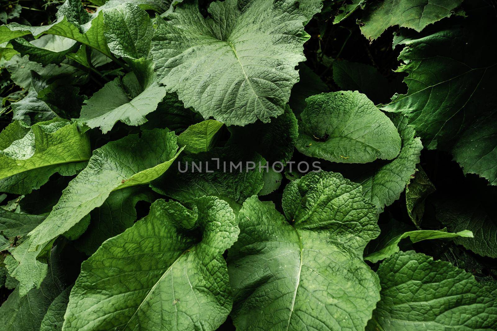 Large burdock leaves in the forest close up photo