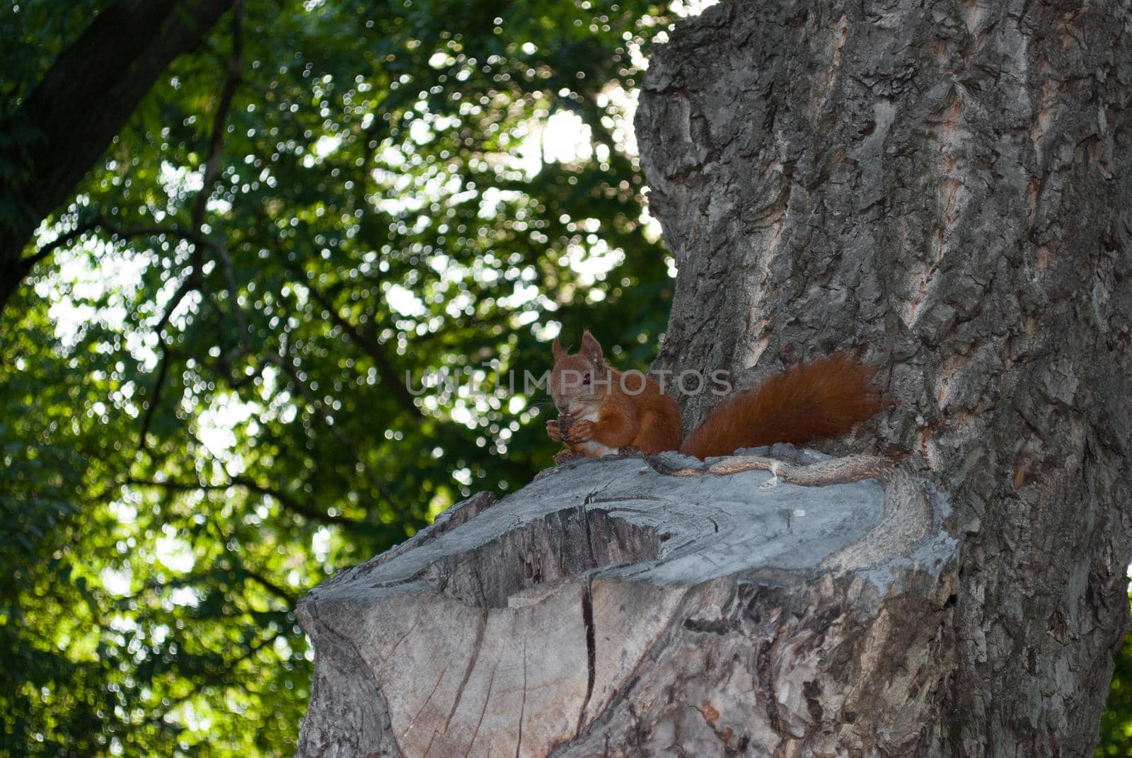 Portrait of a squirrel sitting on a tree in the forest on a sunny day.