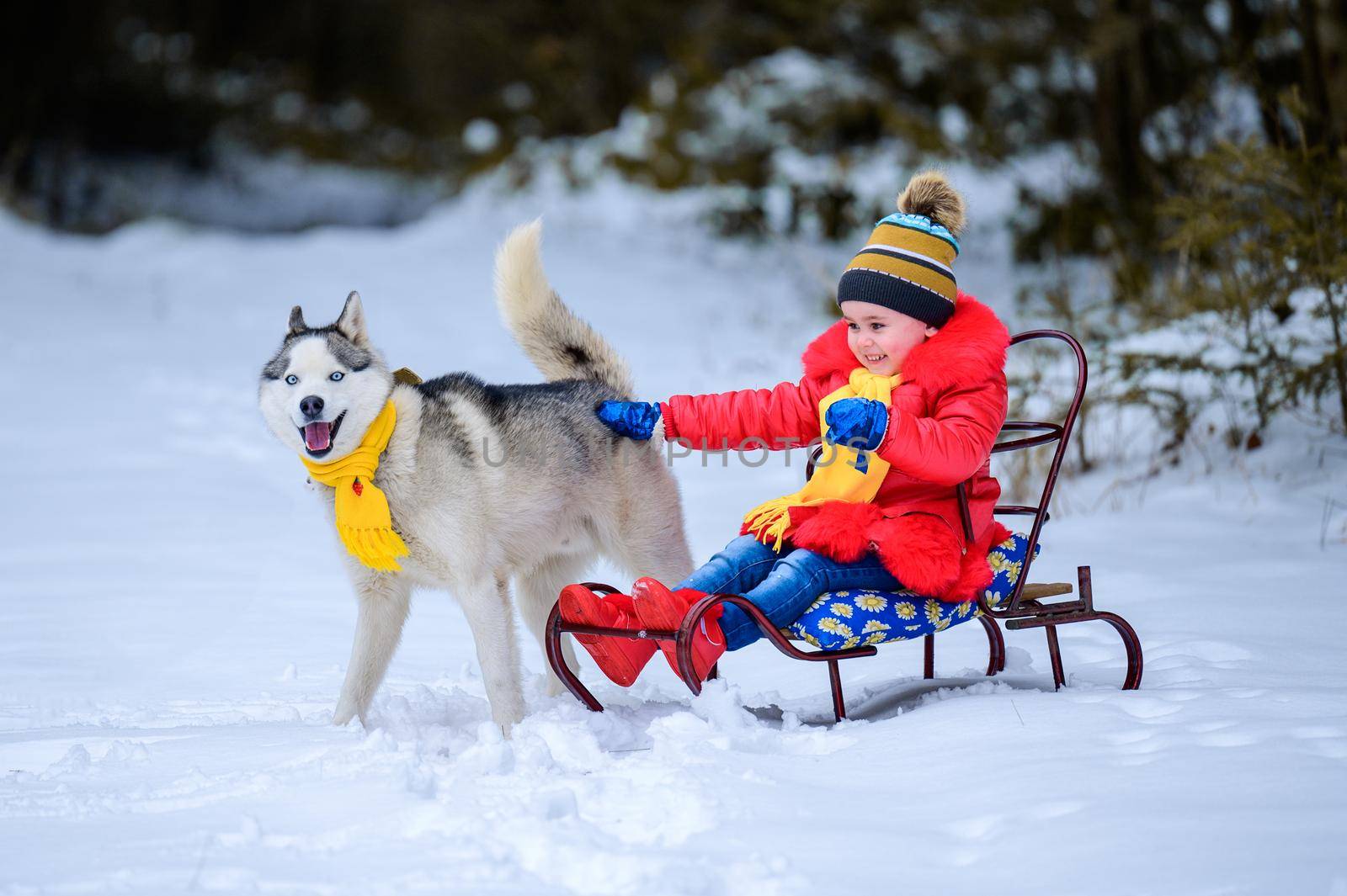 A girl on a sleigh plays with her pet husky, winter games with a dog, winter joys. by Niko_Cingaryuk