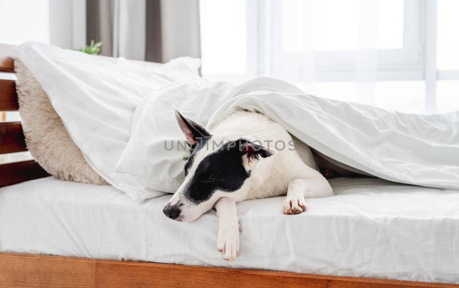 Cute white with black ears dog sleeping in the bed under blanket in sunny room. Adorable pet doggy resting in the bedroom in the morning