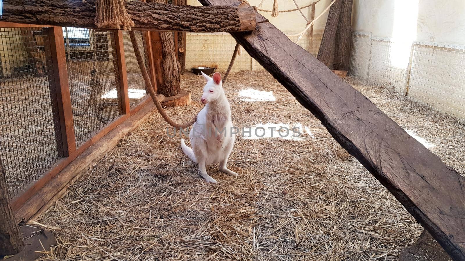 White albino kangaroo in a zoo behind a glass in a large cage.