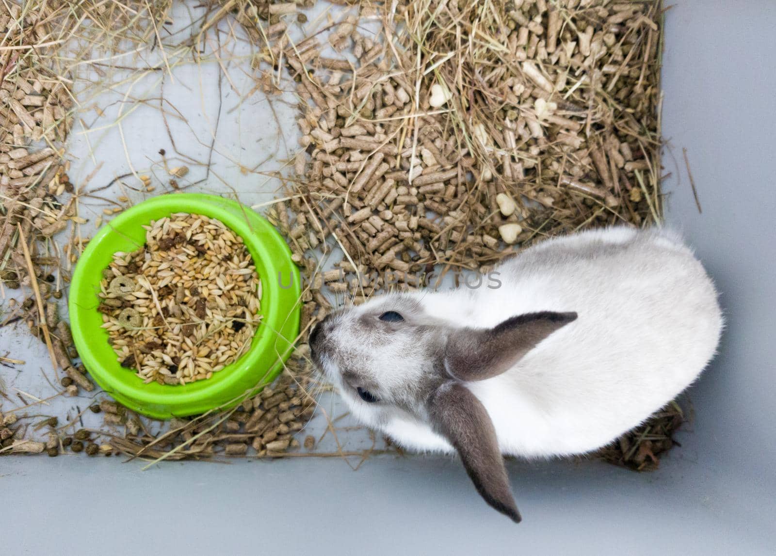 Home decorative rabbit in a gray cage of gray-white color. Rabbit eats from a green bowl. A series of photos of a cute and fluffy rodent pet. Little easter holiday symbol, easter bunny.