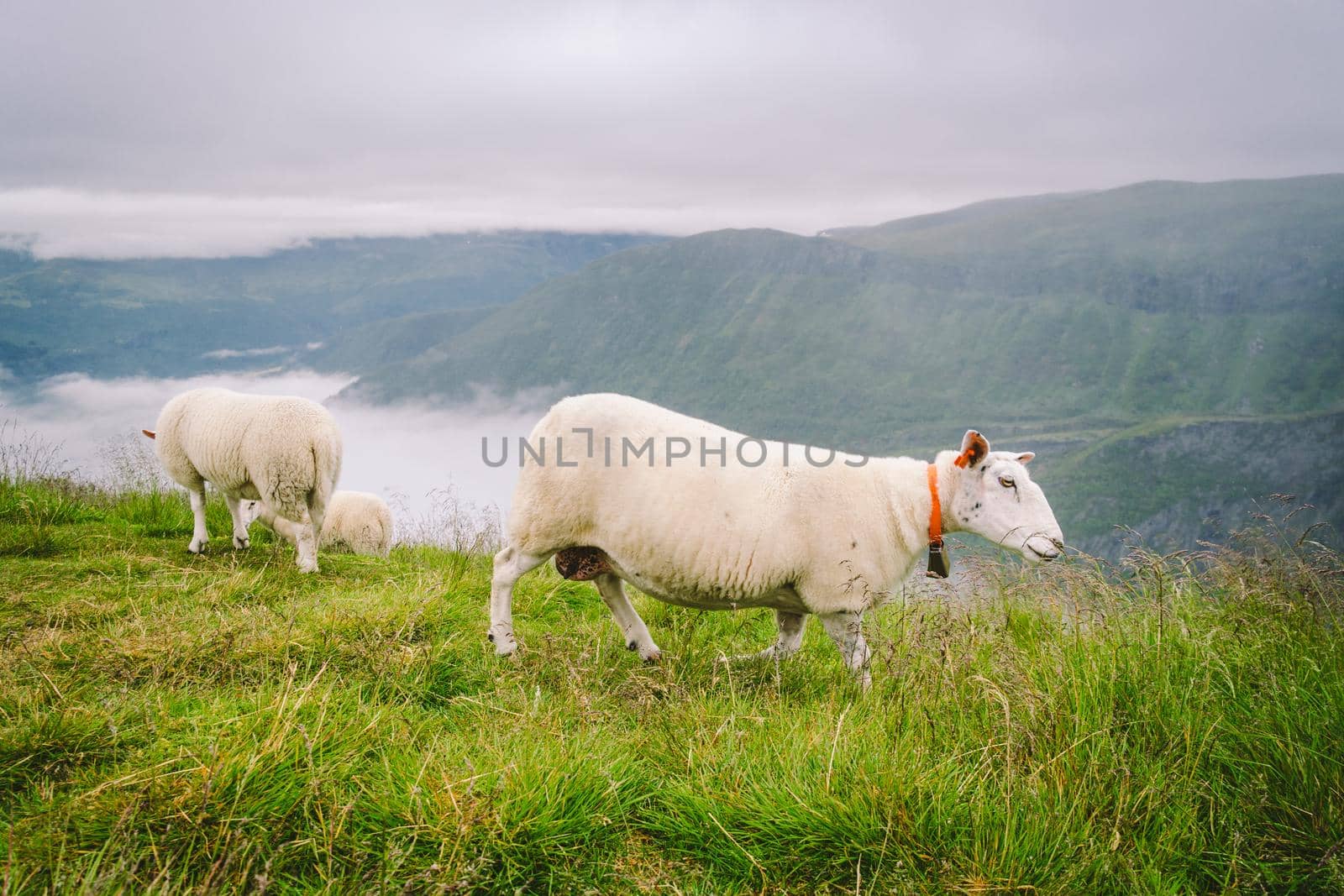 sheeps on mountain farm on cloudy day. Norwegian landscape with sheep grazing in valley. Sheep on mountaintop Norway. Ecological breeding. Sheep eat boxwood. Ewe sheep grazing on pasture in mountain by Tomashevska