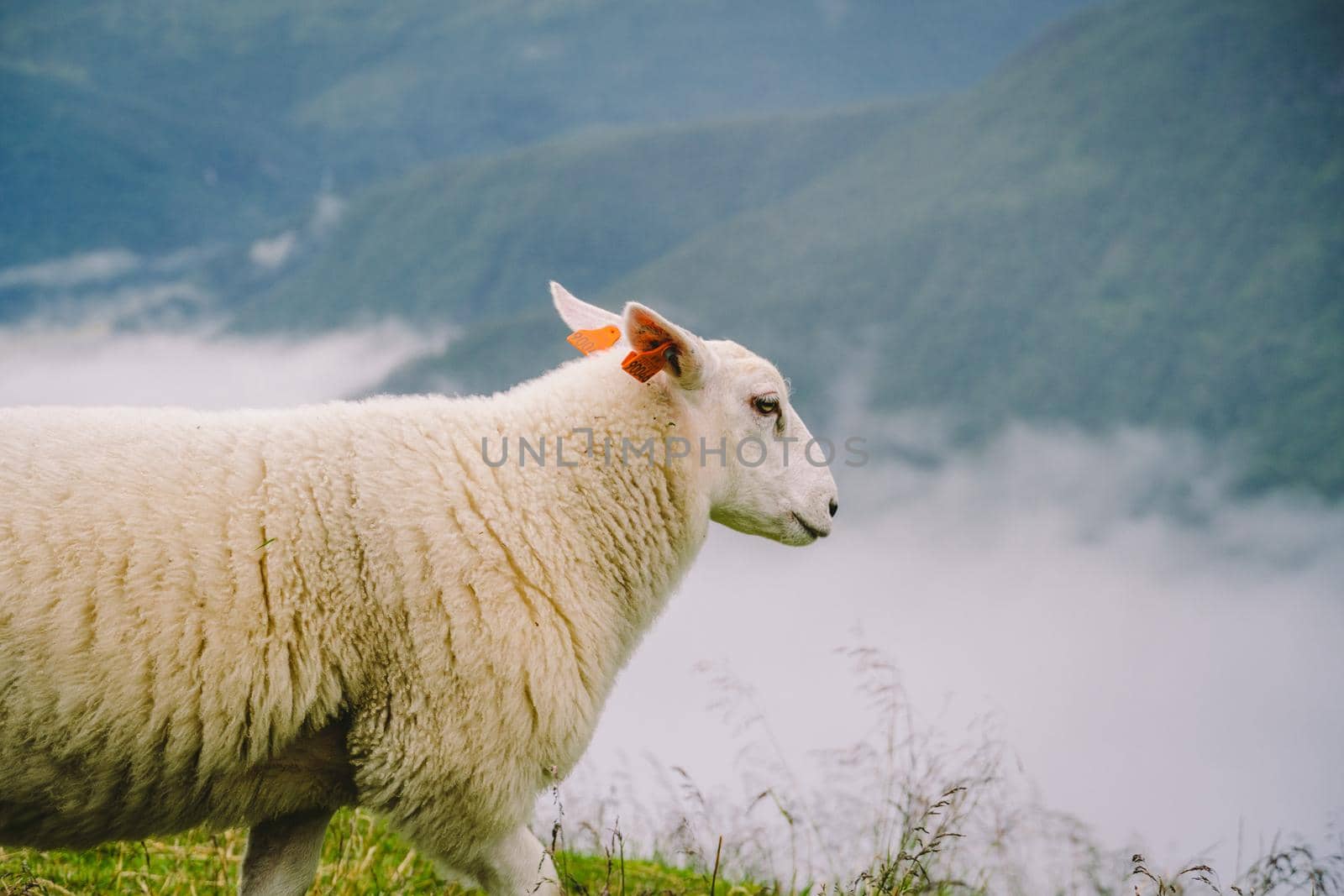 sheeps on mountain farm on cloudy day. Norwegian landscape with sheep grazing in valley. Sheep on mountaintop Norway. Ecological breeding. Sheep eat boxwood. Ewe sheep grazing on pasture in mountain by Tomashevska