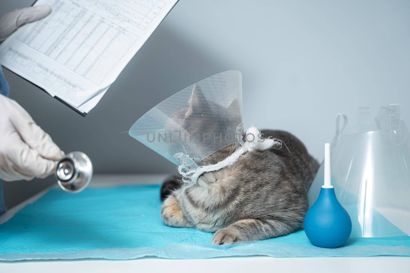 Veterinary and medicine theme for pets. An unrecognizable doctor examines a gray Scottish Straight cat wearing a protective collar after an operation on a table in an animal healthcare clinic by Tomashevska