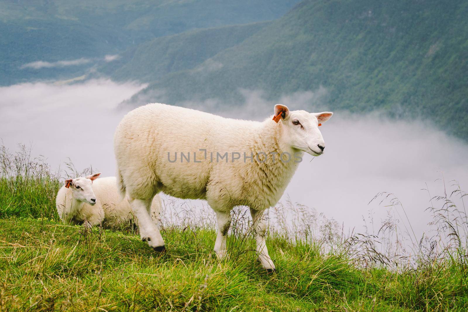 sheeps on mountain farm on cloudy day. Norwegian landscape with sheep grazing in valley. Sheep on mountaintop Norway. Ecological breeding. Sheep eat boxwood. Ewe sheep grazing on pasture in mountain.