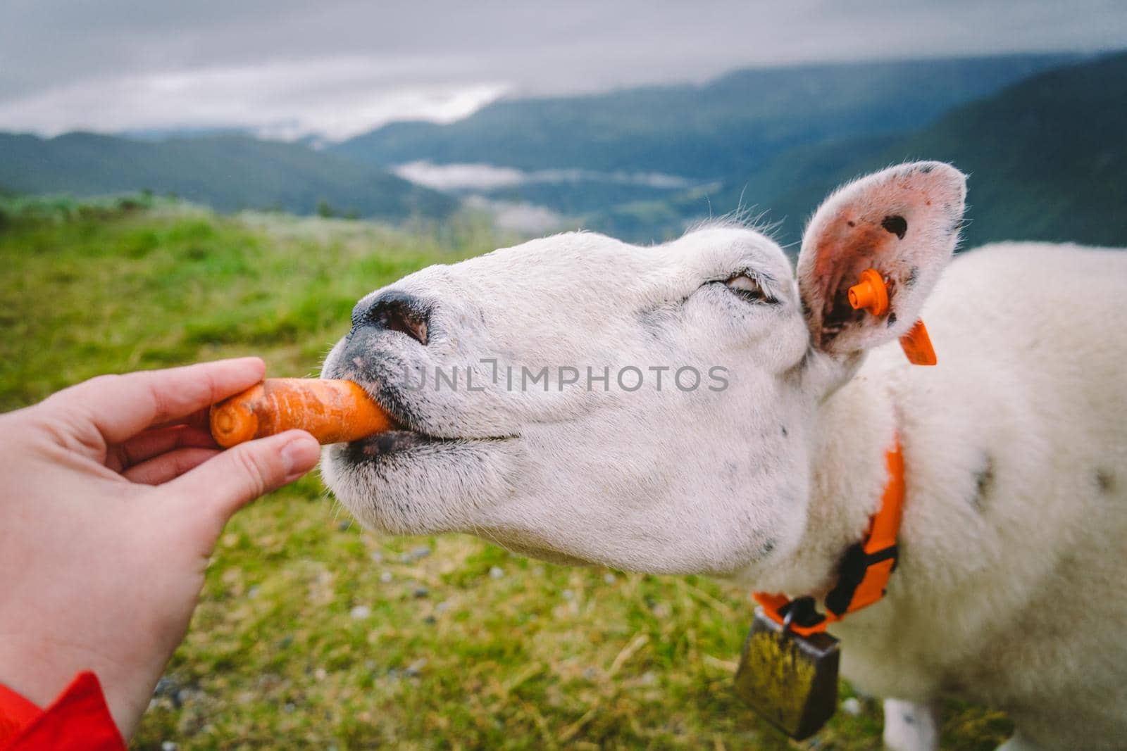 sheeps on a mountain farm on a cloudy day. A woman feeds a sheep in the mountains of norway. A tourist gives food to a sheep. Idyllic landscape of sheep farm in Norway. Content Sheep, in Norway by Tomashevska