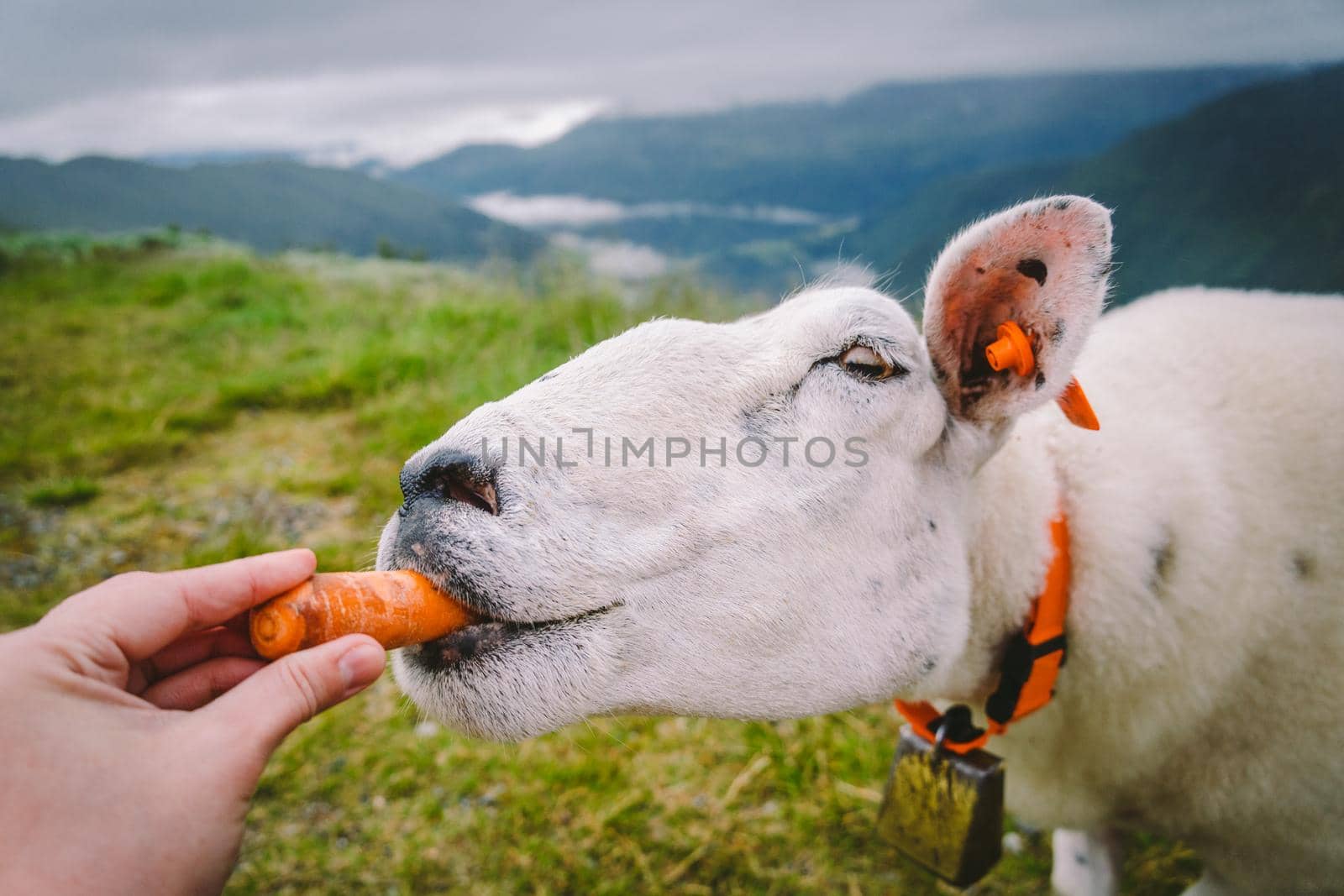 sheeps on a mountain farm on a cloudy day. A woman feeds a sheep in the mountains of norway. A tourist gives food to a sheep. Idyllic landscape of sheep farm in Norway. Content Sheep, in Norway by Tomashevska