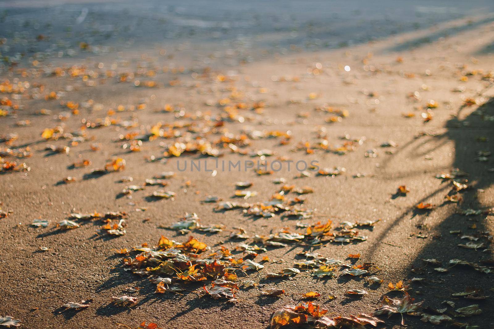 Fallen autumn leaves on the ground in sunny evening light, toned photo