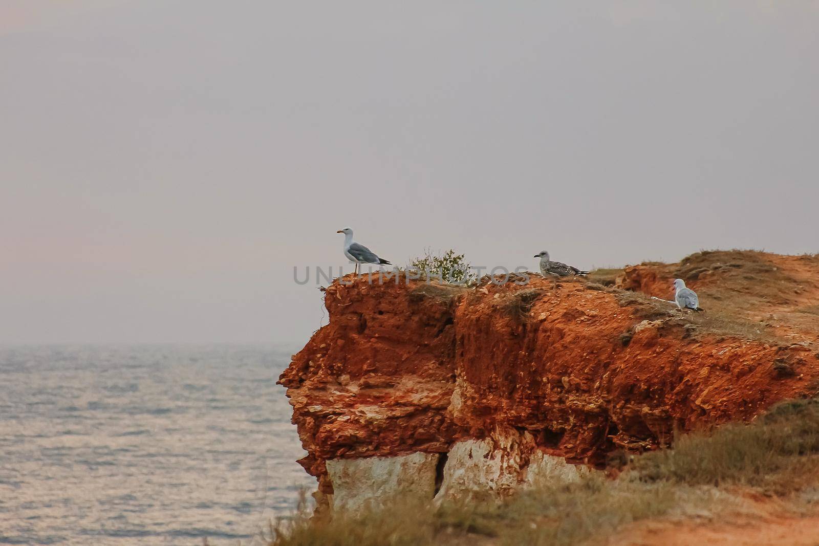 A group of wild seagulls on the rock over the ocean or sea.