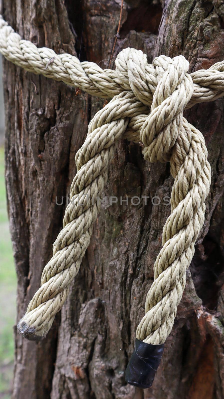 A brown rope knotted securely to a sturdy tree trunk. Close-up of the knot. Rope around the tree trunk. Wonderful natural environment. Close-up climbing a white rope. Vertical photography