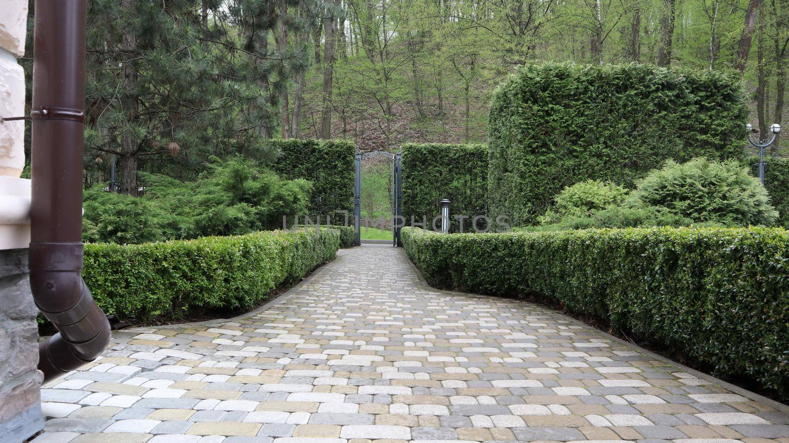Green bush fences in the city park. Natural gardening. Nice view of the well-kept garden. Landscaping in the summer